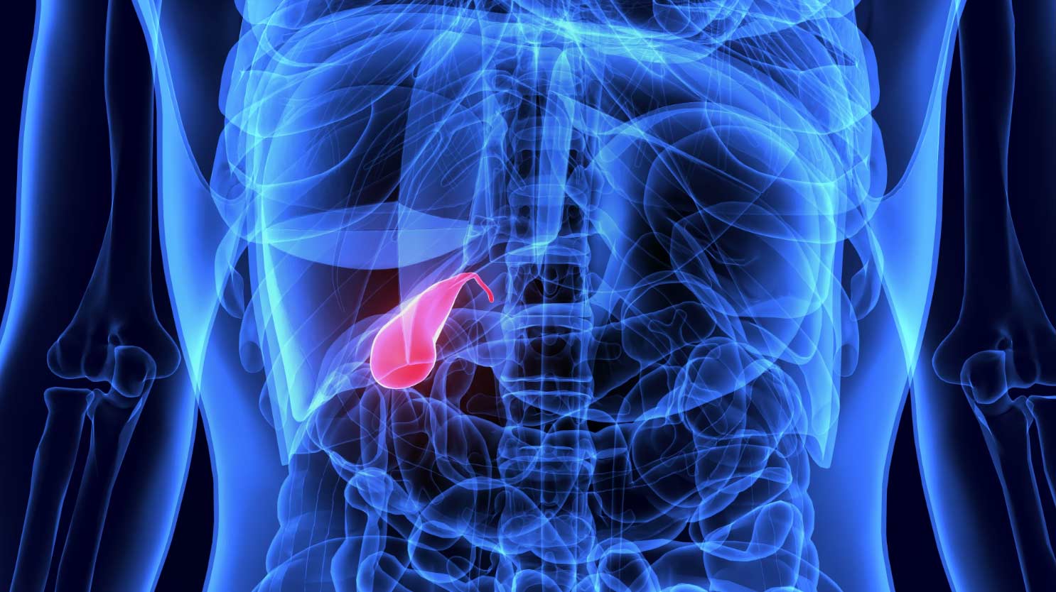 graphic with gallbladder highlighted